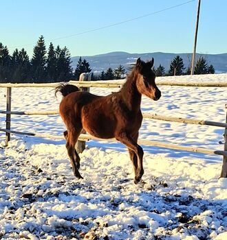 Vollblutaraber Hengstfohlen