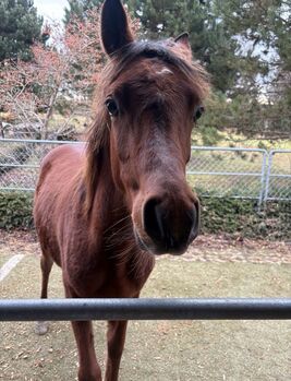 Vollblutaraber Hengstfohlen mit einem Herzen aus Gold, Vanessa, Konie na sprzedaż, Leibertingen 