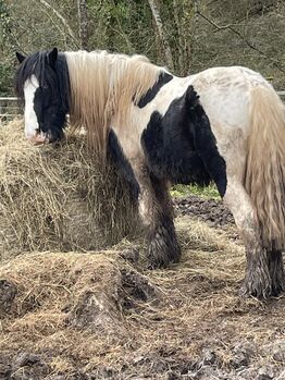 Irish Cob Hengst