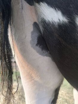 Irish Cob tricolour Jährling Hengstanwärter