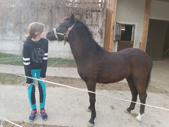 Reitponyhengst sucht neue Aufgabe, Julia, Konie na sprzedaż, Neumarkt am Wallersee