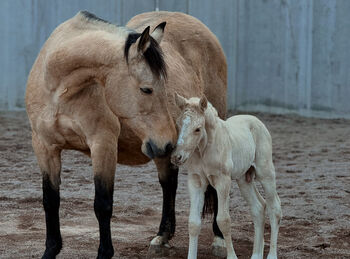 Palomino Hengstfohlen 2026 - Wimpy x Hollywood Dun It