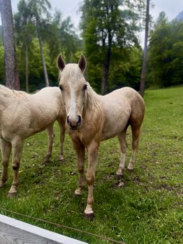 Palomino Hengst (Wimpy Enkel) aus Top Reining Linien, Amelie Liegl, Konie na sprzedaż, Eppan