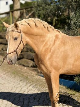 PSL Palomino Hengst - 3 jährig - ca. 1.58 m