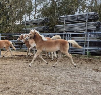 Haflinger Hengstfohlen zu verkaufen