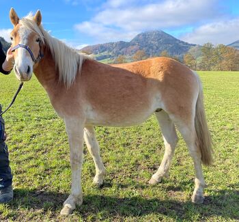 Haflinger Hengst (gerne Wallach), Ka_trin, Konie na sprzedaż, Scheibbs