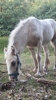 Irish Cob Tinker Hengst Fohlen Palominoschecke