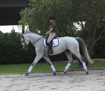 KWPN Dutch Warmblood Gelding 16hhs 8yrs.