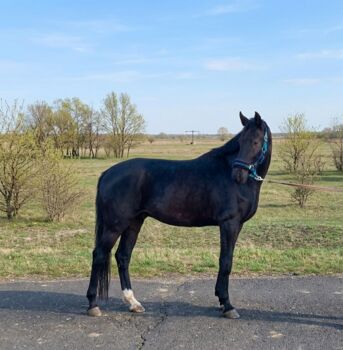 KWPN stallion, Jozsef, Konie na sprzedaż, Békés
