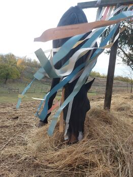 Oldenburger Wallach mit viel Ausstrahlung