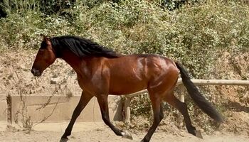 PRE Hengst - 4 Jahre, ca. 1.62 m, angeritten- Guardiola
