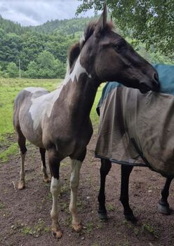 Quarter Horse Hengst – 8 Monate – typvoller Nachwuchs