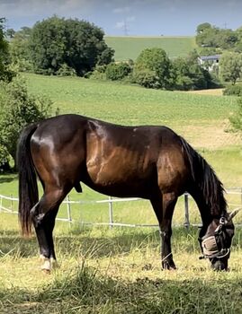 Quarter Horse Hengst/Wallach, Andrea, Konie na sprzedaż, Schefflenz