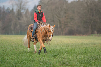 Quarter Horse stallion