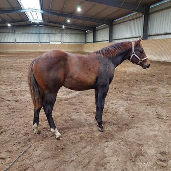 nervenstarker Quarter Horse Hengst von Born To Be Blazing, Kerstin Rehbehn (Pferdemarketing Ost), Konie na sprzedaż, Nienburg
