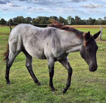 Quarter Horse Hengst von 01/2025, Blue Roan, homozygot Roan, Foundation, Kathi, Konie na sprzedaż, Groß Ippener