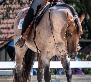 Quarter Horse Deckhengst in Sonderfarbe