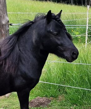 Shetlandponyhengst