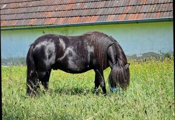 Shetlandponyhengst, An, Konie na sprzedaż, Lerchenfeld