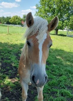 Haflinger Jährlings Hengst, Anja Schuster , Konie na sprzedaż, Taufkirchen/ Vils