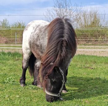 Shetty Hengst, Shetlandpony, Jasmin Knoch , Konie na sprzedaż, Stutensee