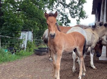 Hengstfohlen mit Go, braun und easy, ElfenPferde, Konie na sprzedaż, Seesen