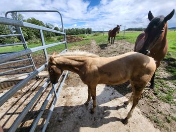 Aqha/APHA  Hengstfohlen, Jenny, Konie na sprzedaż, Weilbach