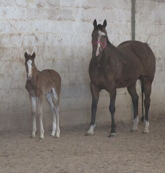 AQHA Pleasure / All Around Hengstfohlen zu verkaufen