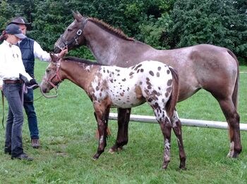 Tolles Buckskin Leopard Prämiertes Appaloosas Hengstfohlen, Bernd Krämer, Konie na sprzedaż, Pappenheim 