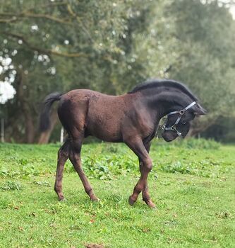 Cruzado Iberico Hengstfohlen (Warlander x Deutsches Reitpony), Madlen, Konie na sprzedaż, Burow