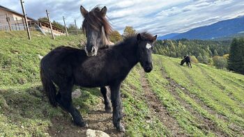 Islandhengstfohlen, Julia Pausch Pausch, Konie na sprzedaż, Mariapfarr