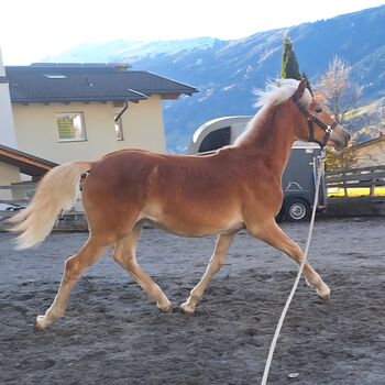 Haflinger Hengstfohlen, Daniela, Konie na sprzedaż, Arzl im Pitztal