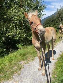 Haflinger-Hengstfohlen, Isabella , Konie na sprzedaż, See