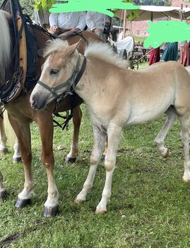 Haflinger Hengstfohlen, Martina Maier, Konie na sprzedaż, Bad Grönenbach 