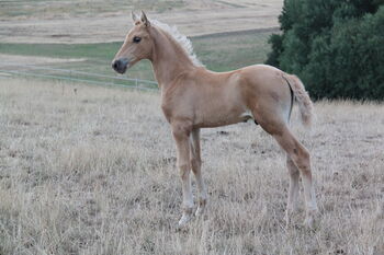 PRE Palomino Hengstfohlen, 164 cm
