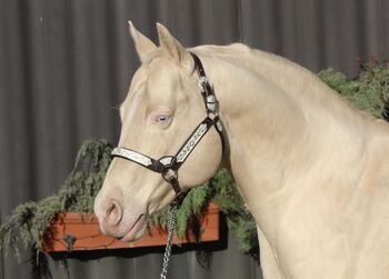 Deckanzeige - AQHA Cremello AQHA Deckhengst, Manuela , Konie na sprzedaż, Pöttsching