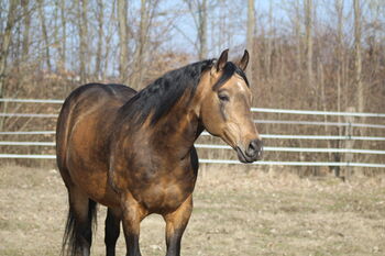 Deckanzeige - AQHA Reining Deckhengst