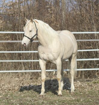 Deckanzeige - AQHA Foundation Hengst, Manuela , Konie na sprzedaż, Pöttsching