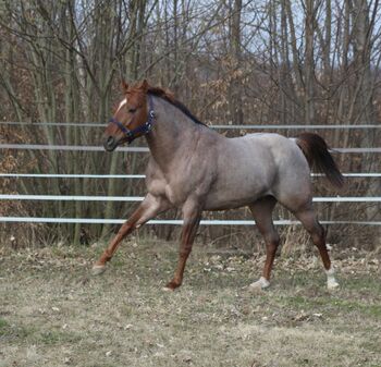 Deckanzeige - AQHA / APHA All Around Hengst, Manuela , Konie na sprzedaż, Pöttsching