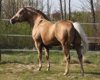 Deckanzeige - AQHA All Around