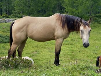 riesengroße 2j Qh-Buckskin Stute 🎀 Mähnenwunder, Top Abstammung, Amelie Liegl, Konie na sprzedaż, Eppan