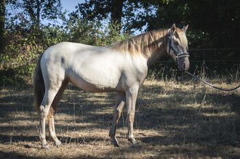 Ojalá de Alambar - PRE Pura Raza Espanola, Stute, 2 Jahre, Isabelo/ Isabela Negra (Double Pearl)