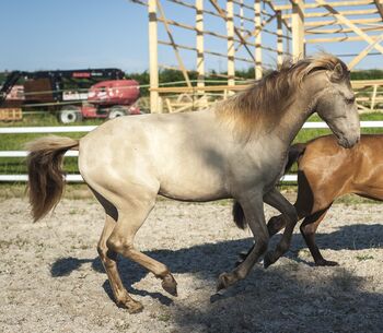 Ojalá de Alambar - PRE Pura Raza Espanola, Stute, 2 Jahre, Isabelo/ Isabela Negra (Double Pearl)