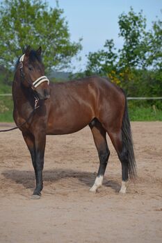 unkomplizierter Quarter Horse Wallach mit guter Reiningabstammung, Kerstin Rehbehn (Pferdemarketing Ost), Horses For Sale, Nienburg