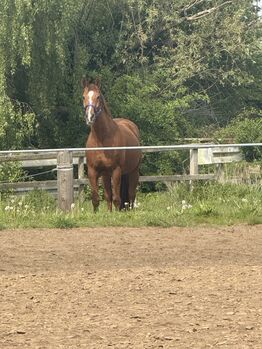 Oldenburger Zuchtstute, Caro, Horses For Sale, Delligsen 