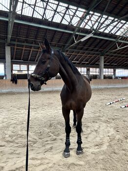 Oldenburger Wallach, Nico , Horses For Sale, Schörfling am Attersee