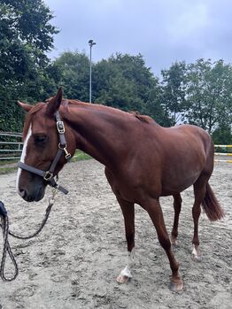 Oldenburger Stute sucht erfahrendes Zuhause, JK, Horses For Sale, Neumünster 