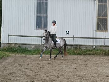 Oldenburger Springpferd, Anna, Horses For Sale, Hohenlockstedt