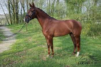 Oldenburger Stute - 1.77 m - Level 4 - Sezuan´s Donnerhall