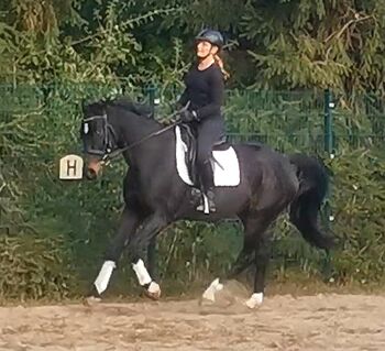 Oldenburger Wallach, Katja Ecker , Horses For Sale, Zörbig 